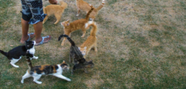 Meow Without the Me: 'Cat City' | Green Film Festival of San Francisco 2024