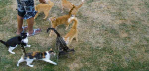 Meow Without the Me: 'Cat City' | Green Film Festival of San Francisco 2024